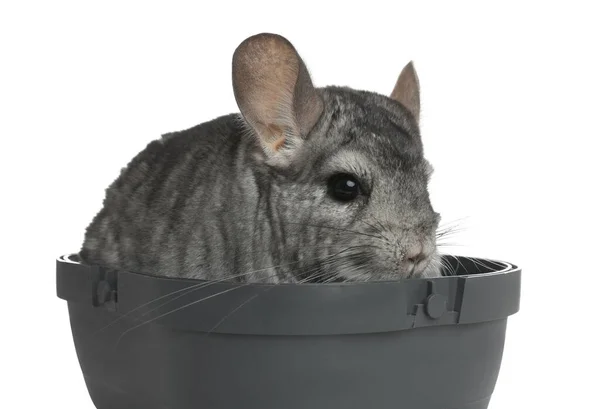 Cute grey chinchilla in box on white background — Stock Photo, Image