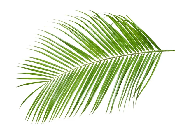Beautiful lush tropical leaf isolated on white — 스톡 사진