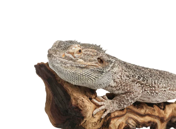 Lucertola barbuto (Pogona barbata) e ramo d'albero isolato su whit — Foto Stock