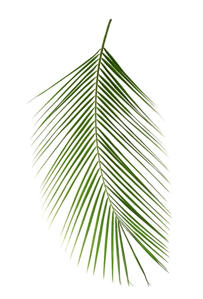 Красивий пишний тропічний лист ізольований на білому — стокове фото