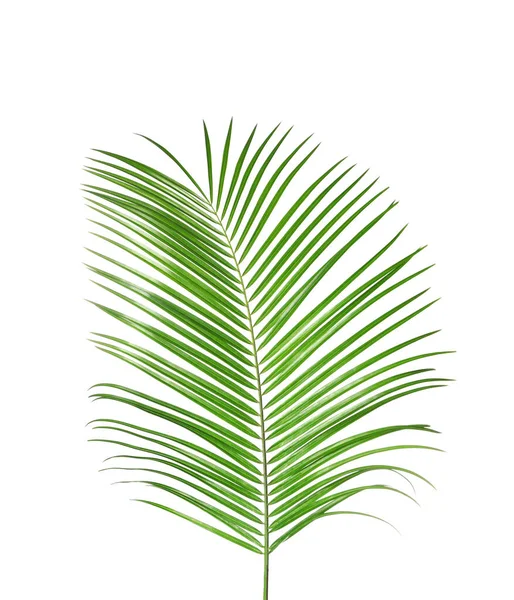 Krásný bujný tropický list izolovaný na bílém — Stock fotografie