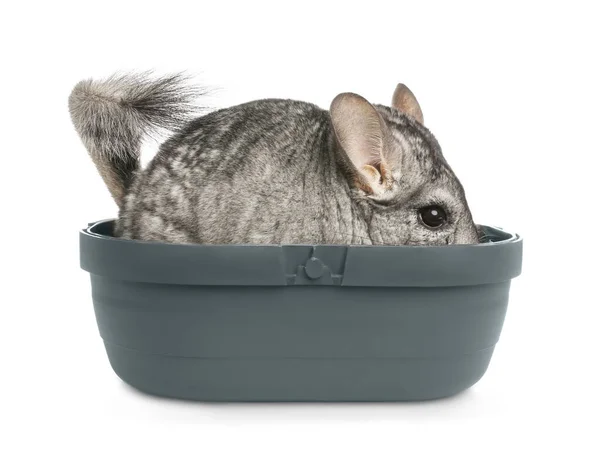 Mignon chinchilla gris en boîte sur fond blanc — Photo