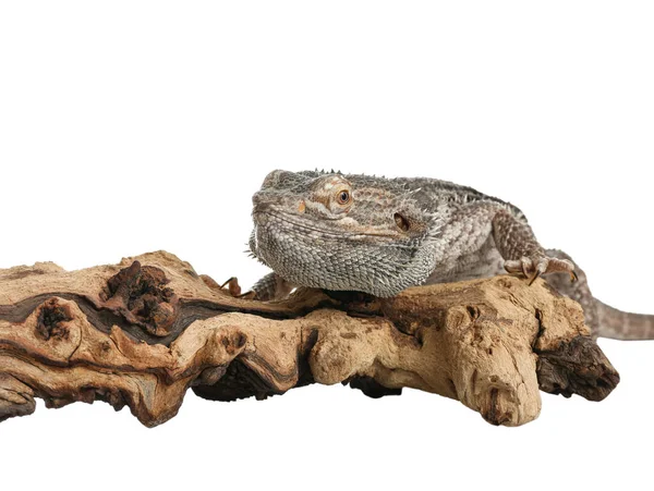 Vousatá ještěrka (Pogona barbata) a větev stromů izolovaná na bílém — Stock fotografie