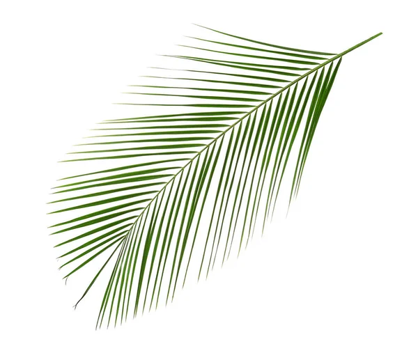 Beautiful lush tropical leaf isolated on white — 스톡 사진