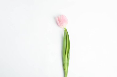 Beautiful pink spring tulip isolated on white, top view