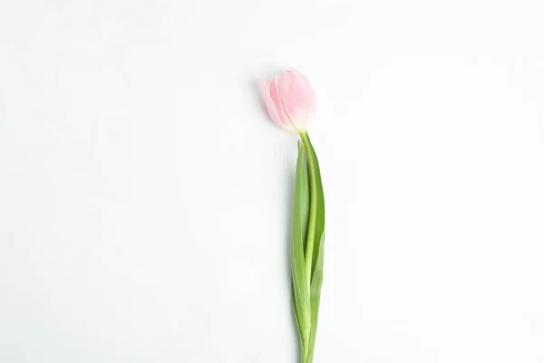 Piękny Różowy Wiosna Tulipan Izolowane Biały Widok Góry — Zdjęcie stockowe
