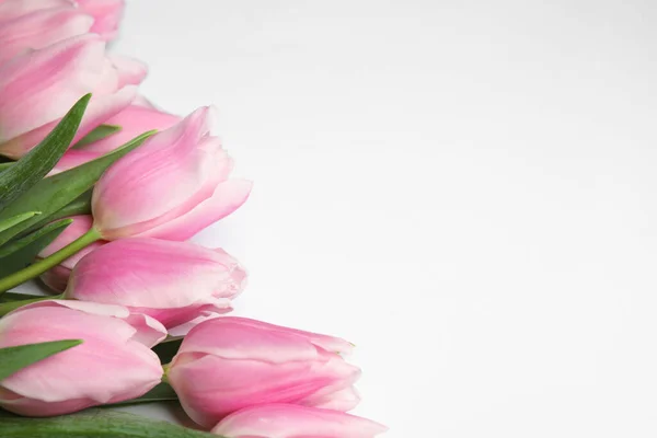Красивые Розовые Тюльпаны Весной Белом Фоне Крупный План — стоковое фото