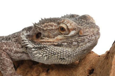 Sakallı kertenkele (Pogona barbata) ve ağaç dalı beyaz, yakın çekim. Egzotik hayvan