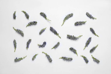 Beyaz arka planda çiçekli güzel çiçek kompozisyonu, düz yatıyordu.