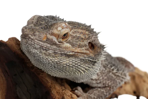 Bearded Lizard Pogona Barbata Tree Branch Isolated White Closeup Exotic — Stock Photo, Image