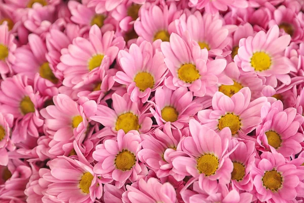 Mooie Frisse Chrysant Bloemen Als Achtergrond Close Bloemendecor — Stockfoto