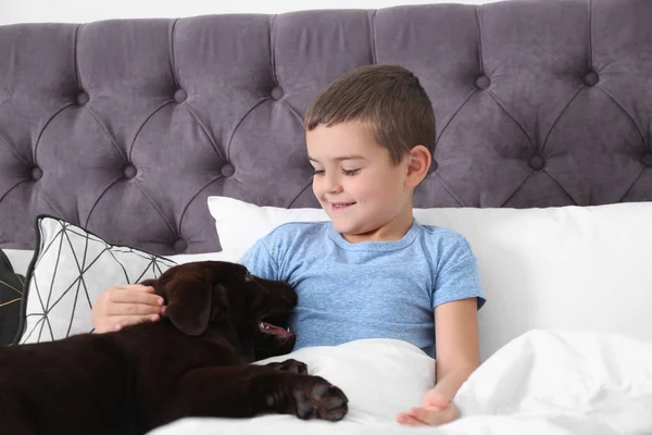 Filhote Cachorro Engraçado Menino Cama Casa Cão Amigável — Fotografia de Stock