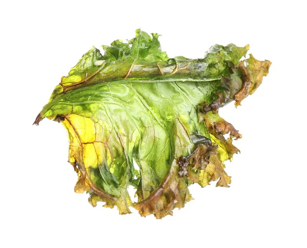 Tasty Baked Kale Chip Isolated White — Stock Photo, Image