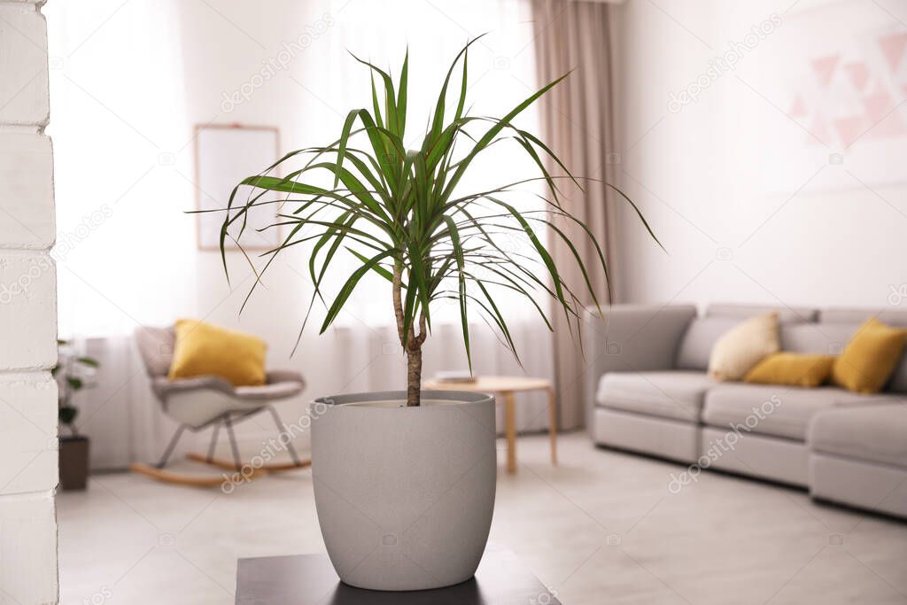 Beautiful green dracaena on table in room. Element of interior design