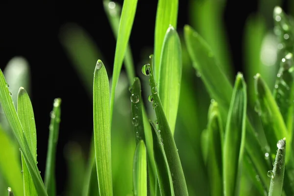 Grünes Üppiges Gras Mit Wassertropfen Auf Verschwommenem Hintergrund Nahaufnahme — Stockfoto