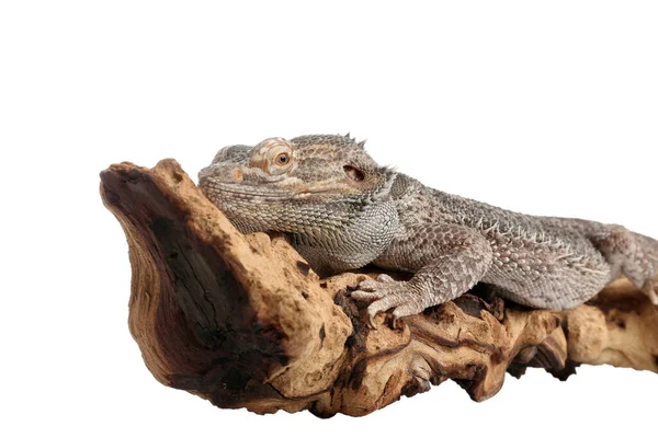 Lucertola Barbuto Pogona Barbata Ramo Albero Isolato Bianco Animali Esotici — Foto Stock