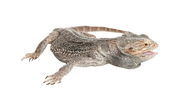 Lagarto Barbudo Pogona Barbata Aislado Blanco Mascota Exótica —  Fotos de Stock