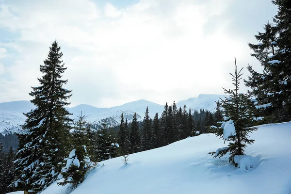 Pintoresca Vista Del Bosque Coníferas Nevadas Día Invierno — Foto de Stock