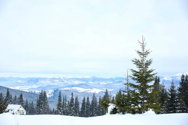 Schilderachtig Uitzicht Besneeuwd Naaldbos Winterdag — Stockfoto