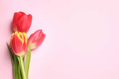 Pembe arka planda güzel bahar laleleri, düzlük. Metin için boşluk