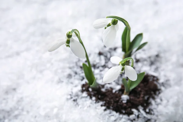 Flores Nieve Frescas Que Crecen Través Nieve Primavera —  Fotos de Stock