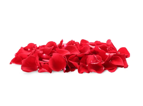 Купка Пелюсток Червоної Троянди Білому Тлі — стокове фото