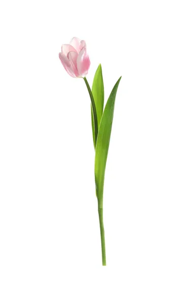 Vacker Vår Rosa Tulpan Isolerad Vit — Stockfoto