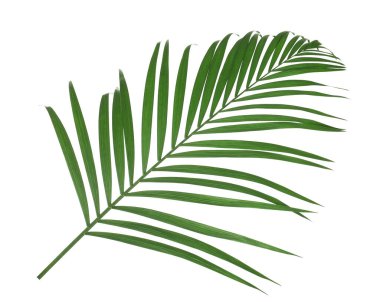 Güzel yemyeşil tropikal yaprak beyazda izole edilmiş.