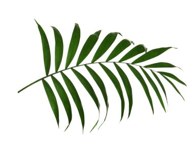 Güzel yemyeşil tropikal yaprak beyazda izole edilmiş.