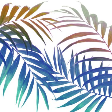 Beautiful colorful tropical leaves on white background clipart