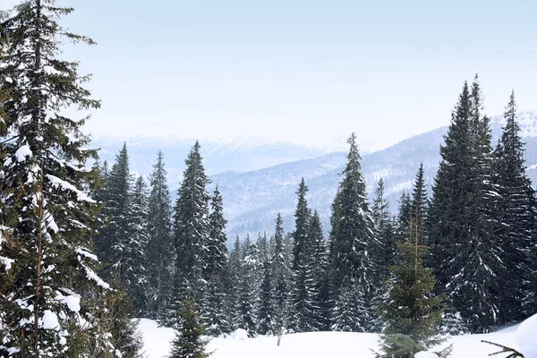 Pintoresca Vista Del Bosque Coníferas Nevadas Día Invierno — Foto de Stock