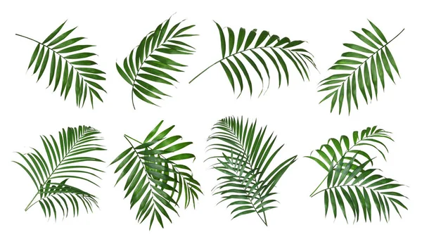 Набор Тропических Листьев Белом Фоне — стоковое фото