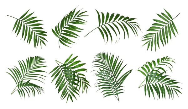 Set Tropical Leaves White Background — Stock Photo, Image