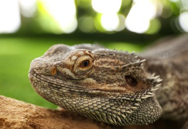Ağaç dalında sakallı kertenkele (Pogona barbata), yakın plan. Egzotik hayvan