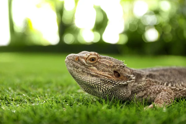 Bearded Lizard Pogona Barbata Green Grass Exotic Pet — Stock Photo, Image
