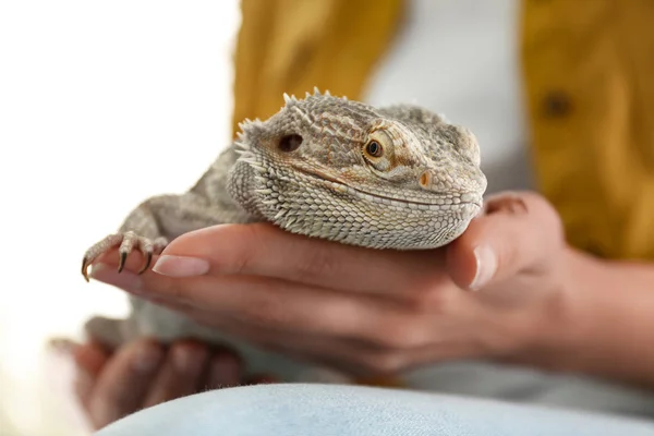 Young woman with bearded lizard at home, closeup. Exotic pet