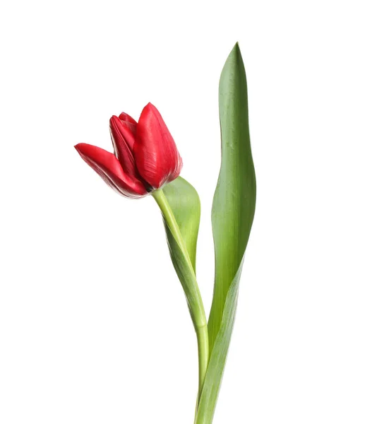 Beautiful Tender Spring Tulip Isolated White — Stock Photo, Image