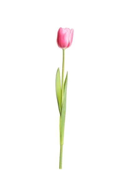 Piękny Delikatny Wiosna Tulipan Odizolowany Biały — Zdjęcie stockowe