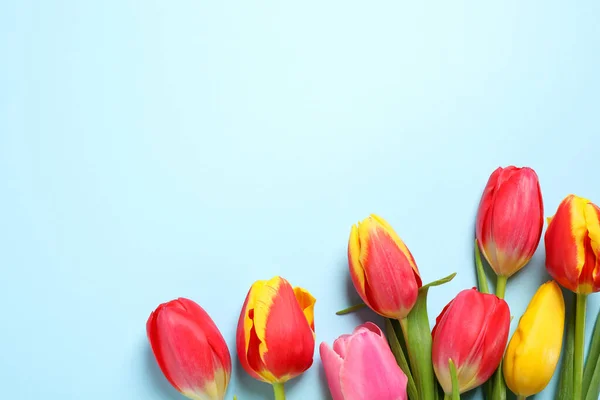 Prachtige Lente Tulpen Lichtblauwe Achtergrond Vlak Gelegd Ruimte Voor Tekst — Stockfoto