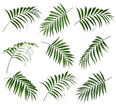 Beyaz arkaplanda tropikal yapraklar