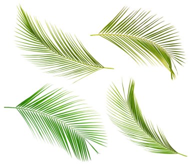 Set of tropical leaves on white background clipart
