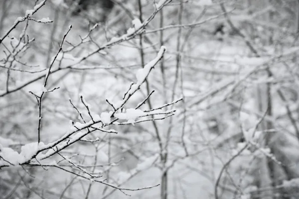 Ramas Cubiertas Nieve Bosque Invierno Primer Plano —  Fotos de Stock