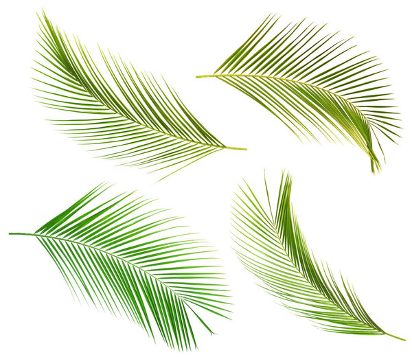 Set of tropical leaves on white background