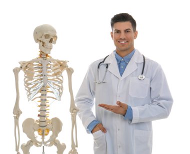 Male orthopedist with human skeleton model on white background clipart