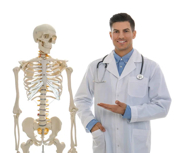 白い背景に人間の骨格モデルと男性整形外科医 — ストック写真