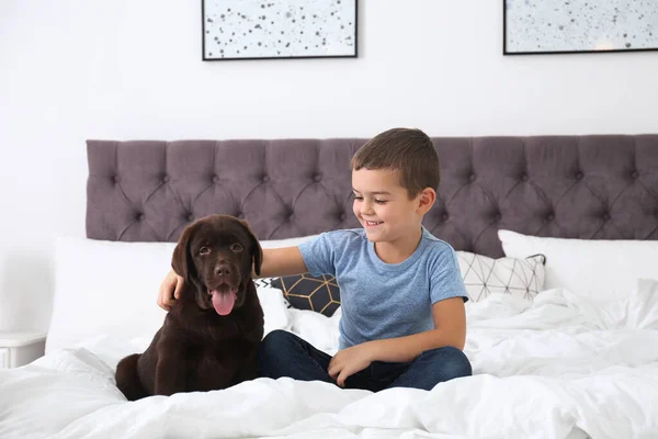 Cachorro Gracioso Niño Pequeño Cama Casa Amistoso Perro — Foto de Stock