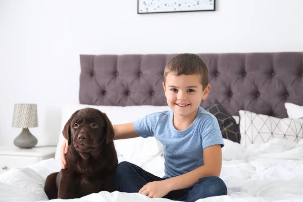 Filhote Cachorro Engraçado Menino Cama Casa Cão Amigável — Fotografia de Stock