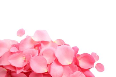 Beyaz arka planda taze pembe gül yaprakları yığını.