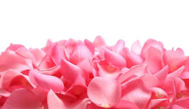 Beyaz arka planda taze pembe gül yaprakları