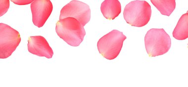 Beyaz arka planda taze pembe gül yaprakları, üst manzara